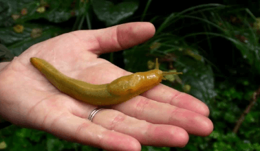 Clipart:31udzolynew= Banana Slug